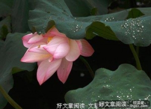 莲的思念