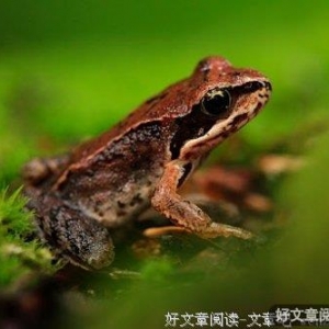 青梅枝头雨，入空门，躲红缘