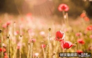 爱若盛开，人间美景常在