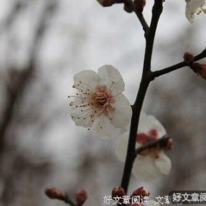 人生的最高境界——低调