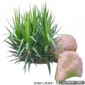 仅仅只是因为你爱TA