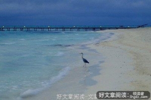 海鸟和鱼的故事