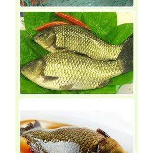 新鲜的活鲫鱼