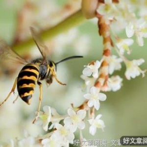 海子与食指