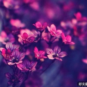愿你的生命从容