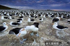 没有脖子的企鹅