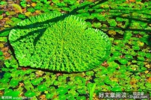 浮萍
