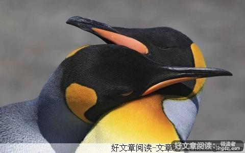 虚构的天使