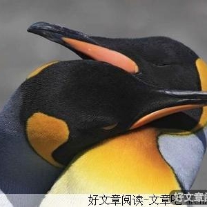 虚构的天使