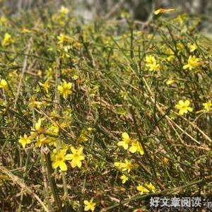 春天样子