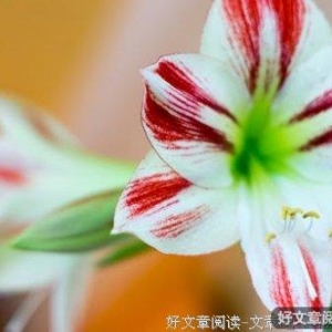 回家的思绪恍若一梦境