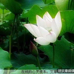 我是佛前的一朵青莲