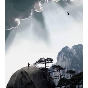 叶子的离开，并不是风的追求，更不是树的不挽