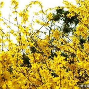 迎春花