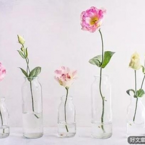 桃园野菊：但愿人长久，千里共婵娟