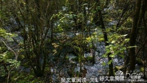 独爱