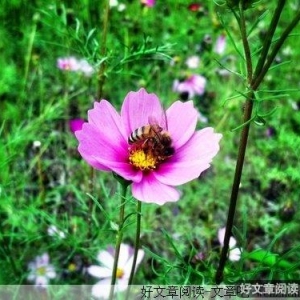 我是来打酱油的