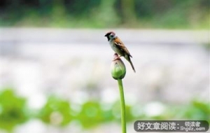 先成为锦，然后才能添花