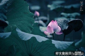 梦里·花落