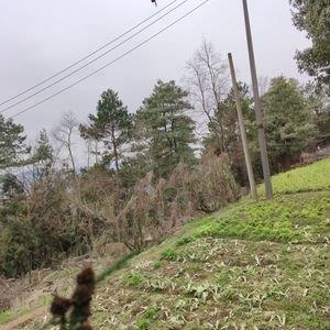 写于庚子年正月