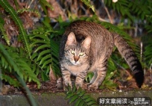 残害生灵