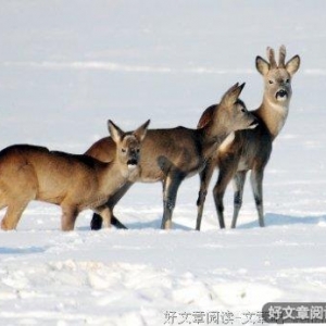 回首何来萧瑟处