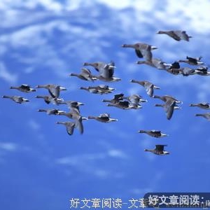 清晨飞鸟的启示