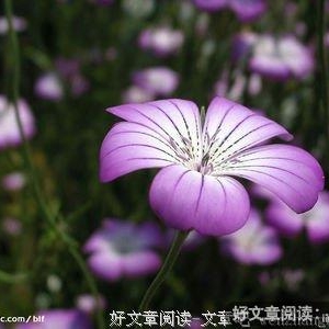 我的亲爱的