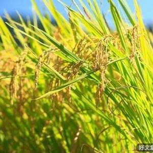 懂得低头 才能出头