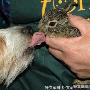 站在风口上，猪都会飞