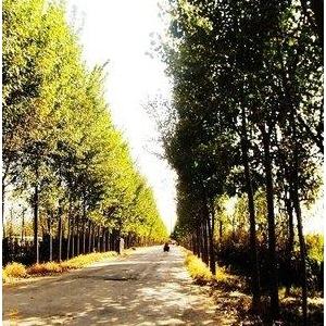 独自走在乡间的小路