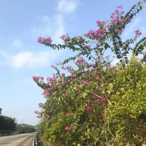 寒冬已去，春风向来，明天会更好