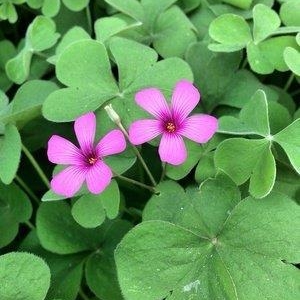 芊芊结。。。