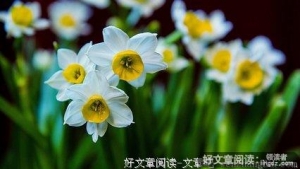 心香一瓣 凌波水仙