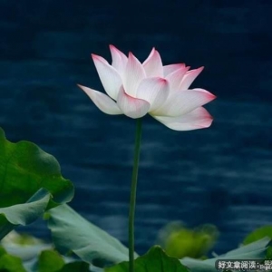 累了，就放下过去，让心归零