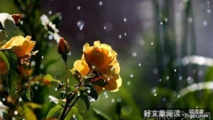 春天的雨