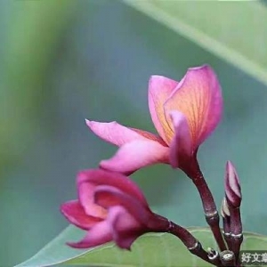 愿生命，爱与温暖相依相伴