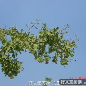 子灵河物语