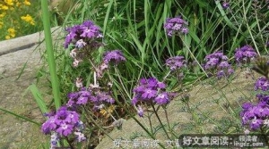 石缝里盛出的小花、