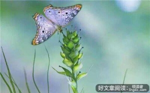 来生，一定做你最美的新娘