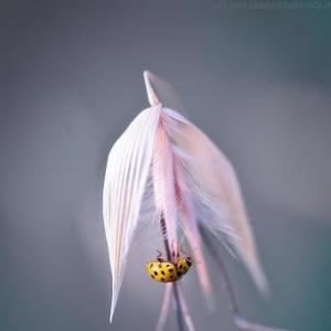 皈依·樱花树下