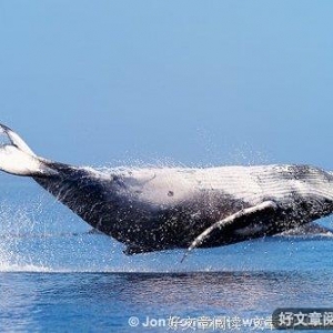 心的容量