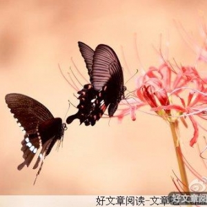 我始终相信爱情，你呢