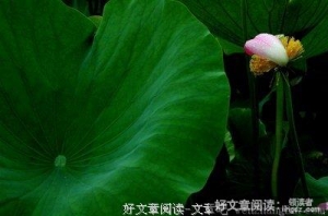荷塘漫步