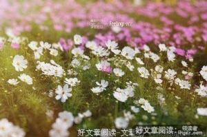 梦里花田