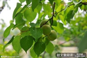 杏子转眼就长大