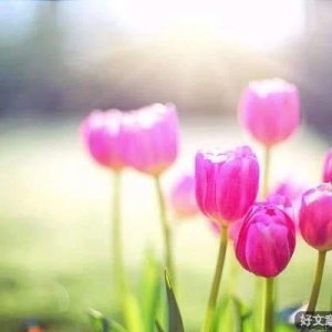 新的一天：带上自己的阳光，向春天出发