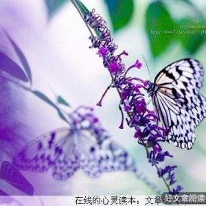 安静的世界里品味孤独