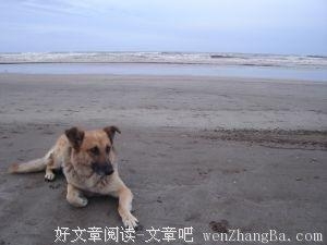写给狗儿的一封信