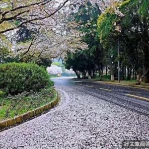 剪花枝
